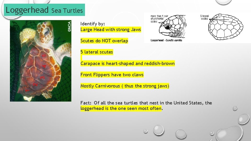 Loggerhead Sea Turtles Identify by: Large Head with strong Jaws Scutes do NOT overlap