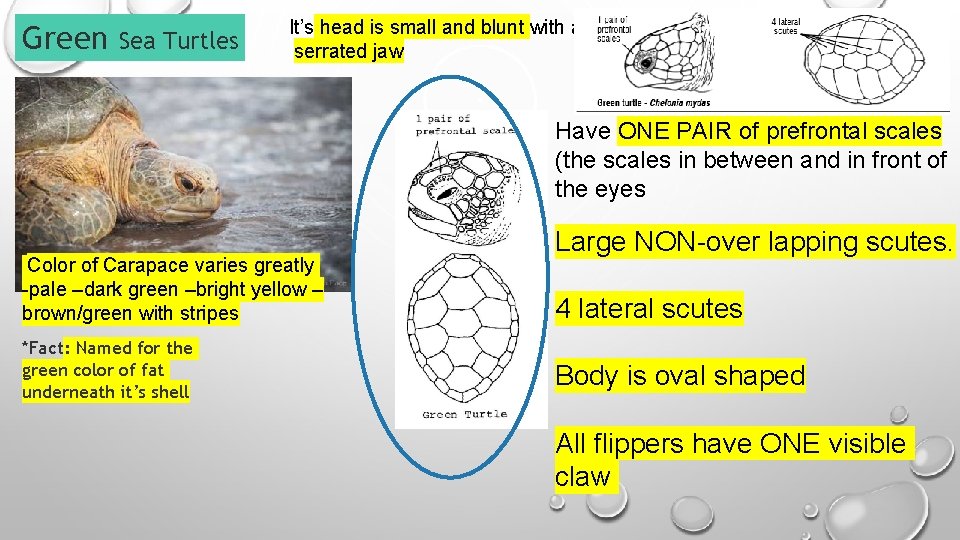 Green Sea Turtles It’s head is small and blunt with a serrated jaw Have