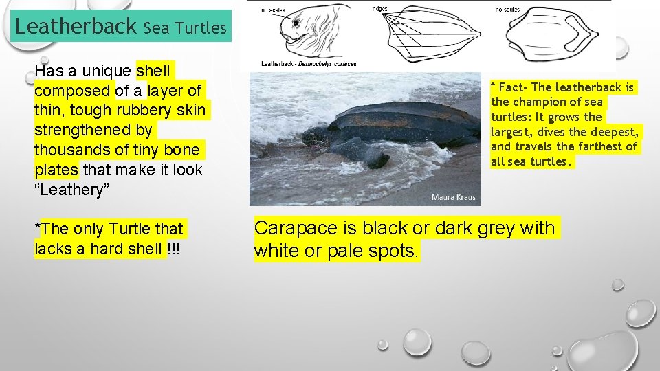 Leatherback Sea Turtles Has a unique shell composed of a layer of thin, tough