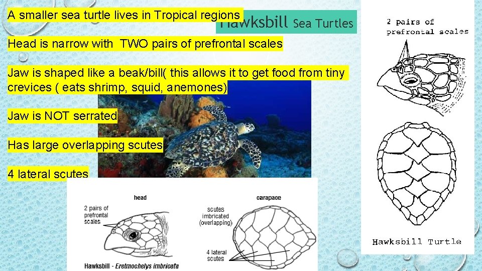 A smaller sea turtle lives in Tropical regions Hawksbill Sea Turtles Head is narrow