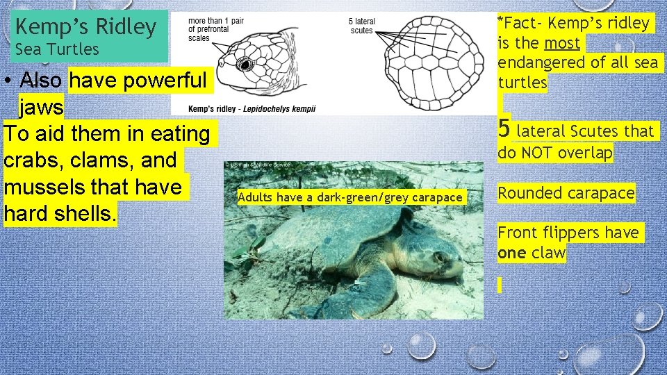 *Fact- Kemp’s ridley is the most endangered of all sea turtles Kemp’s Ridley Sea