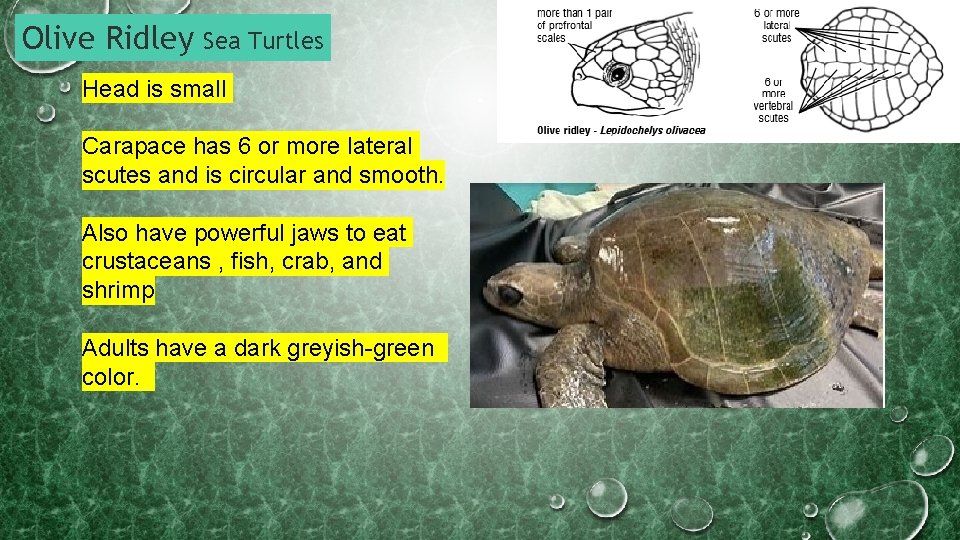 Olive Ridley Sea Turtles Head is small Carapace has 6 or more lateral scutes