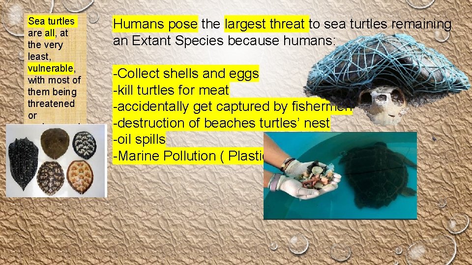 Sea turtles are all, at the very least, vulnerable, with most of them being