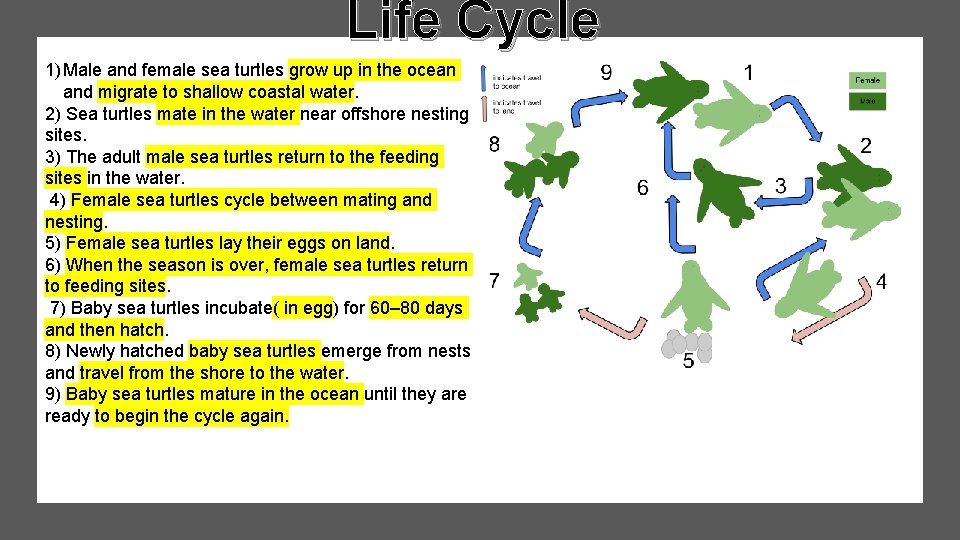 Life Cycle 1) Male and female sea turtles grow up in the ocean and