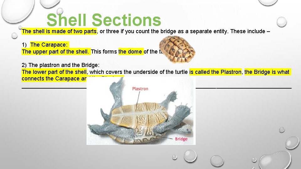 Shell Sections The shell is made of two parts, or three if you count