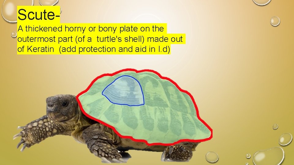 Scute. A thickened horny or bony plate on the outermost part (of a turtle's
