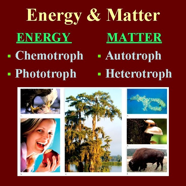 Energy & Matter ENERGY § Chemotroph § Phototroph MATTER § Autotroph § Heterotroph 