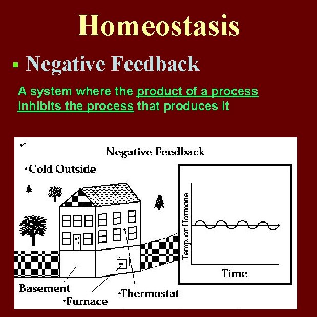 Homeostasis § Negative Feedback A system where the product of a process inhibits the