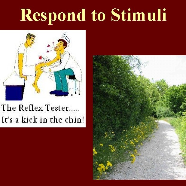 Respond to Stimuli 