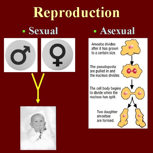 Reproduction § Sexual § Asexual 