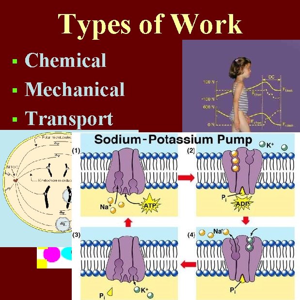 Types of Work Chemical § Mechanical § Transport § 