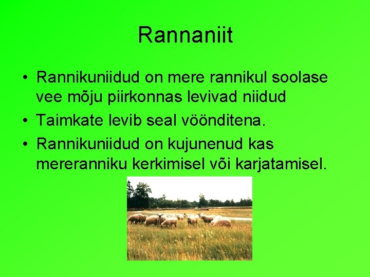 Rannaniit • Rannikuniidud on mere rannikul soolase vee mõju piirkonnas levivad niidud • Taimkate Rannaniit • Rannikuniidud on mere rannikul soolase vee mõju piirkonnas levivad niidud • Taimkate