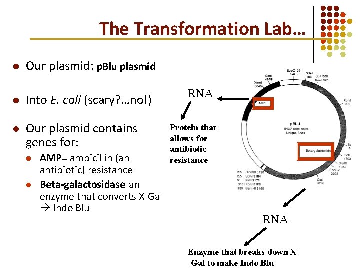 The Transformation Lab… l Our plasmid: p. Blu plasmid l Into E. coli (scary? The Transformation Lab… l Our plasmid: p. Blu plasmid l Into E. coli (scary?