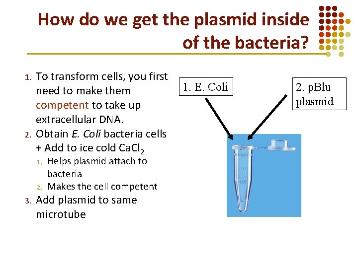 How do we get the plasmid inside of the bacteria? 1. 2. To transform How do we get the plasmid inside of the bacteria? 1. 2. To transform