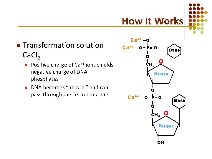 How It Works l Transformation solution Ca. CI 2 l l Positive charge of How It Works l Transformation solution Ca. CI 2 l l Positive charge of
