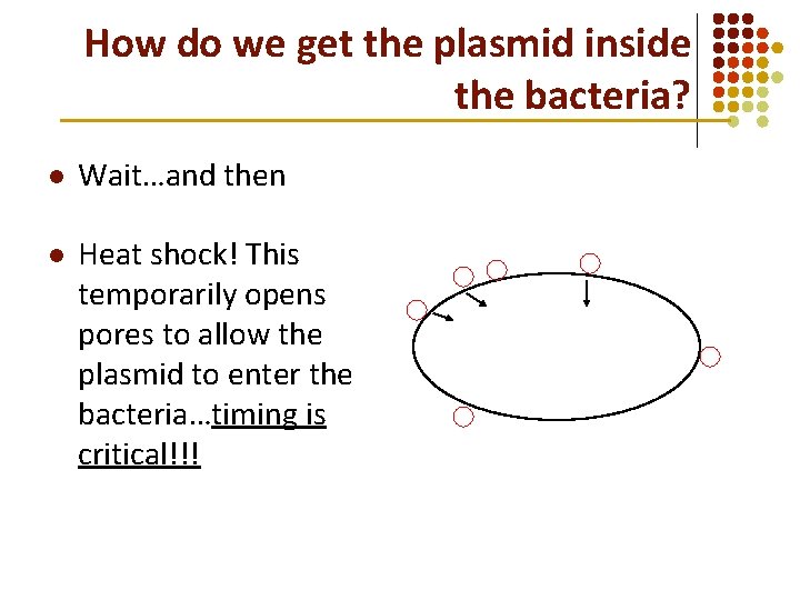 How do we get the plasmid inside the bacteria? l Wait…and then l Heat How do we get the plasmid inside the bacteria? l Wait…and then l Heat