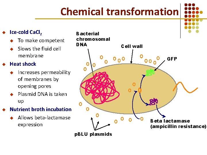Chemical transformation u u u Ice-cold Ca. Cl 2 u To make competent u Chemical transformation u u u Ice-cold Ca. Cl 2 u To make competent u