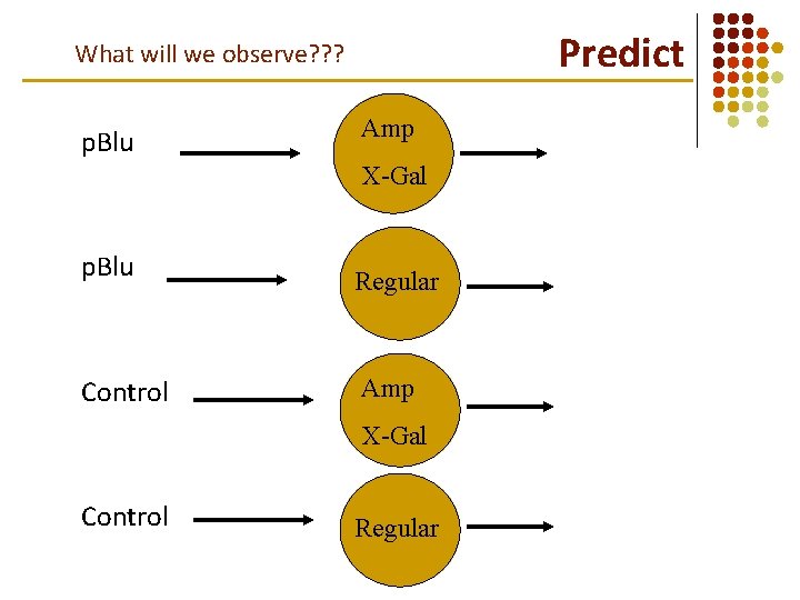 Predict What will we observe? ? ? p. Blu Amp X-Gal p. Blu Regular Predict What will we observe? ? ? p. Blu Amp X-Gal p. Blu Regular