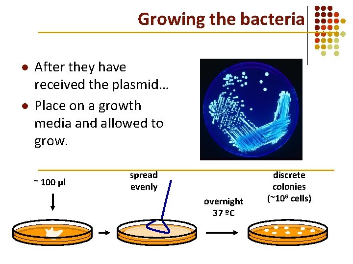 Growing the bacteria l l After they have received the plasmid… Place on a Growing the bacteria l l After they have received the plasmid… Place on a