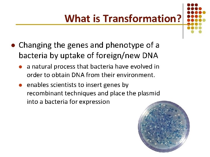 What is Transformation? l Changing the genes and phenotype of a bacteria by uptake What is Transformation? l Changing the genes and phenotype of a bacteria by uptake