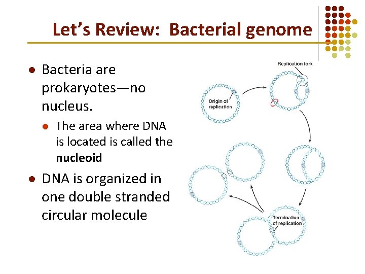Let’s Review: Bacterial genome l Bacteria are prokaryotes—no nucleus. l l The area where Let’s Review: Bacterial genome l Bacteria are prokaryotes—no nucleus. l l The area where