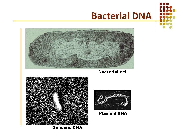 Bacterial DNA Bacterial cell Plasmid DNA Genomic DNA Bacterial DNA Bacterial cell Plasmid DNA Genomic DNA