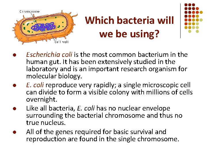 Which bacteria will we be using? l l Escherichia coli is the most common Which bacteria will we be using? l l Escherichia coli is the most common