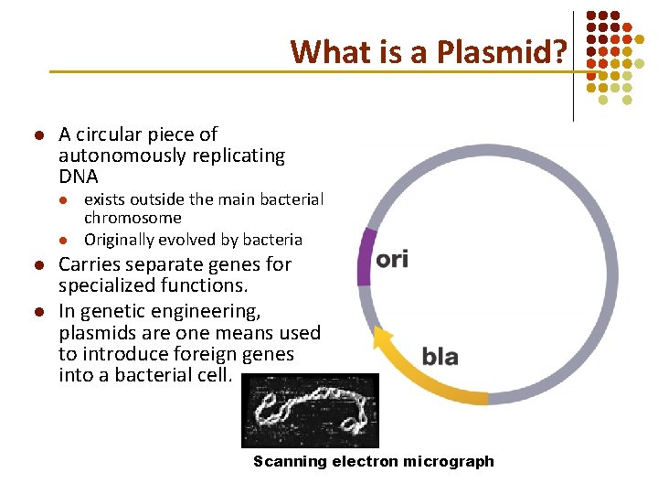 What is a Plasmid? l A circular piece of autonomously replicating DNA l l What is a Plasmid? l A circular piece of autonomously replicating DNA l l