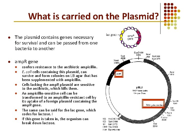 What is carried on the Plasmid? l The plasmid contains genes necessary for survival What is carried on the Plasmid? l The plasmid contains genes necessary for survival