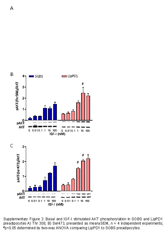 A B Lip. PD 1 SGBS p. AKT(Thr 308)/AKT # p. AKT 0 0.