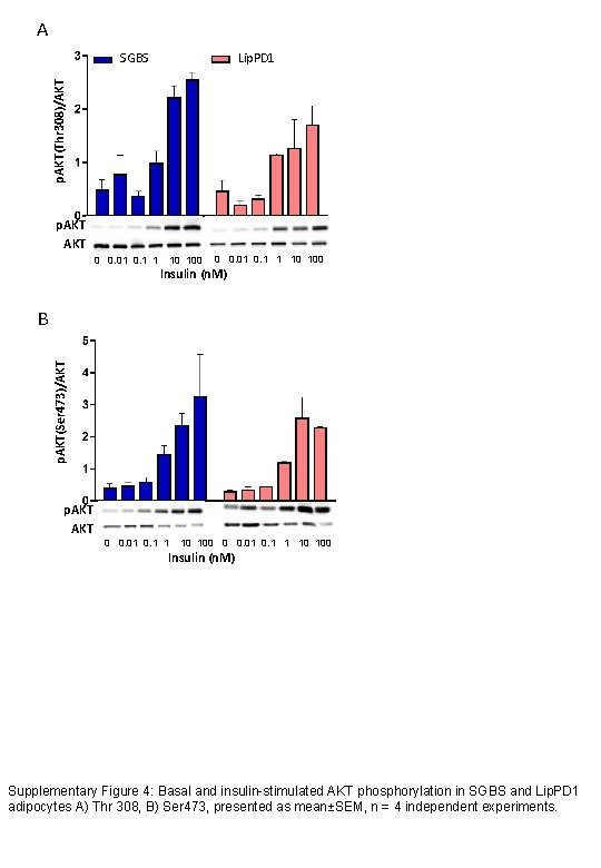 A Lip. PD 1 p. AKT(Thr 308)/AKT SGBS p. AKT 0 0. 01 0.