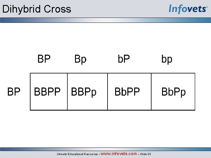 Dihybrid Cross Infovets Educational Resources – www. infovets. com – Slide 33 