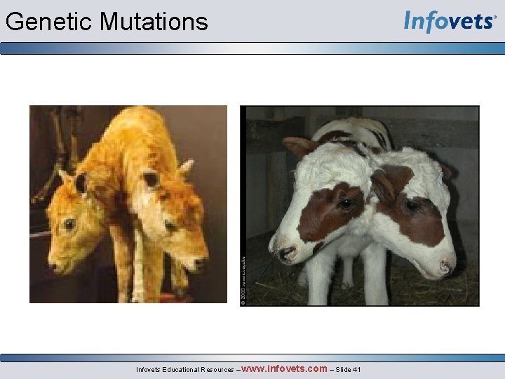 Genetic Mutations Infovets Educational Resources – www. infovets. com – Slide 41 