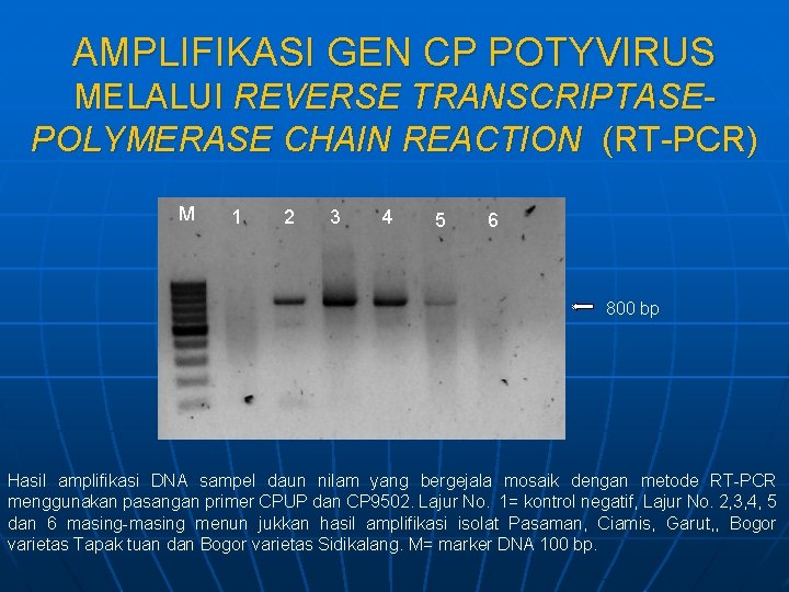 AMPLIFIKASI GEN CP POTYVIRUS MELALUI REVERSE TRANSCRIPTASEPOLYMERASE CHAIN REACTION (RT-PCR) M 1 2 3