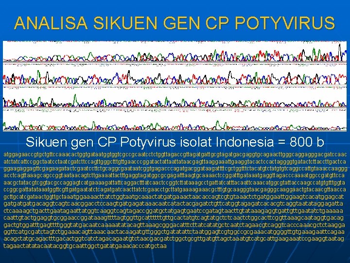 ANALISA SIKUEN GEN CP POTYVIRUS Sikuen gen CP Potyvirus isolat Indonesia = 800 b