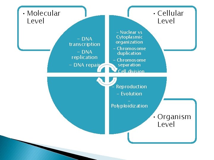  • Molecular Level • Cellular Level - DNA transcription - DNA replication -