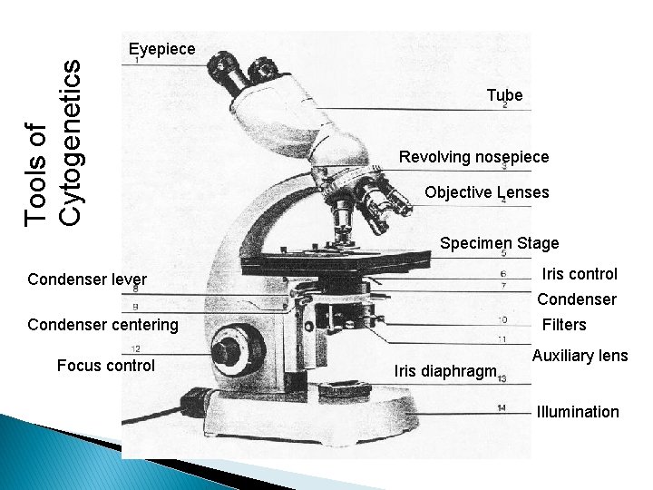 Tools of Cytogenetics Eyepiece Tube Revolving nosepiece Objective Lenses Specimen Stage Iris control Condenser
