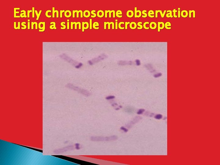 Early chromosome observation using a simple microscope 