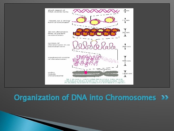 Organization of DNA into Chromosomes 