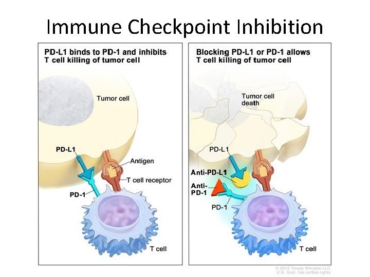 Immune Checkpoint Inhibition 