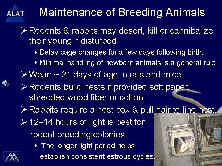 Maintenance of Breeding Animals Ø Rodents & rabbits may desert, kill or cannibalize their
