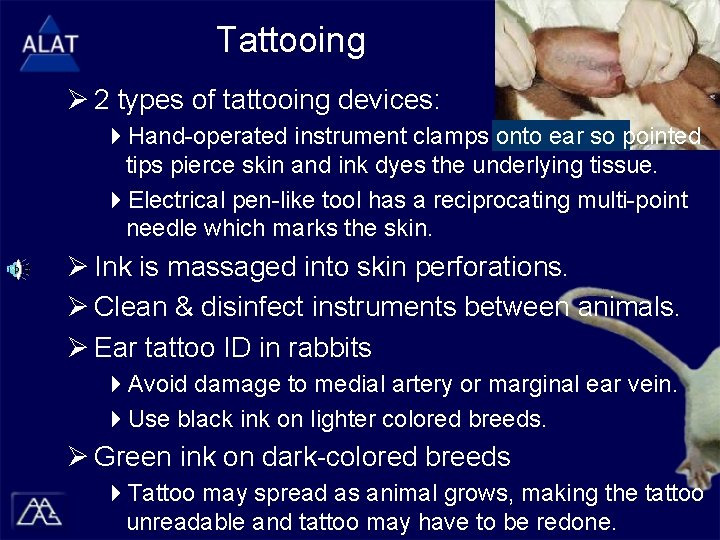 Tattooing Ø 2 types of tattooing devices: 4 Hand-operated instrument clamps onto ear so