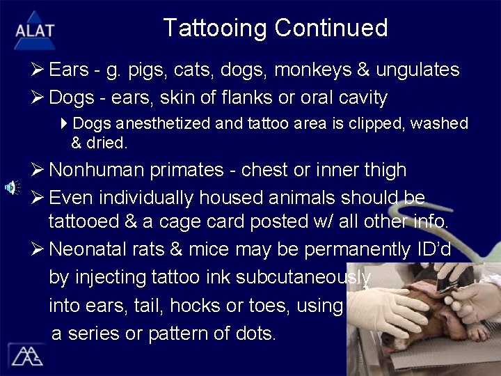 Tattooing Continued Ø Ears - g. pigs, cats, dogs, monkeys & ungulates Ø Dogs