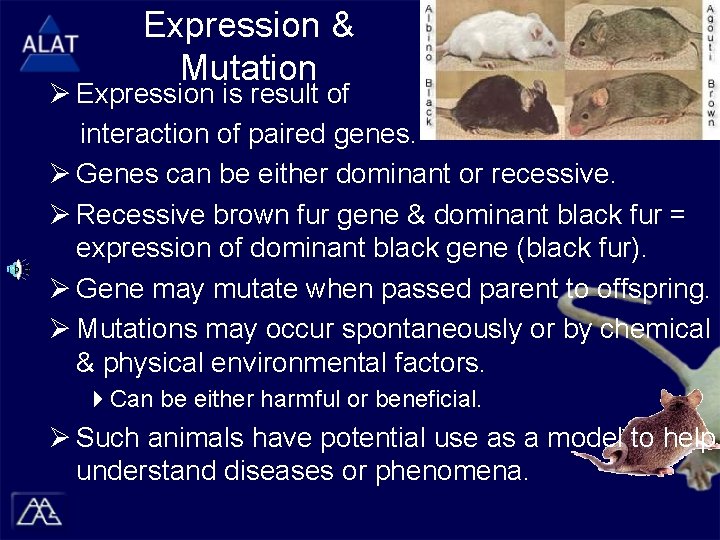 Expression & Mutation Ø Expression is result of interaction of paired genes. Ø Genes