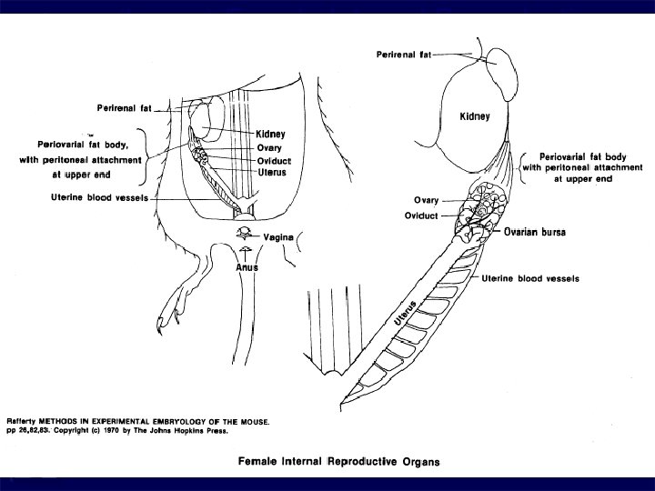 (Image) Female Internal Reproductive Organs 