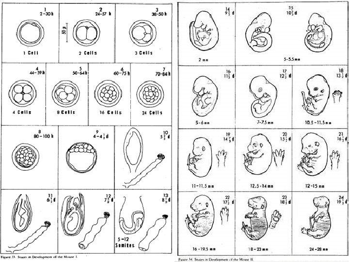 (Image) Embryonic Growth Phases 