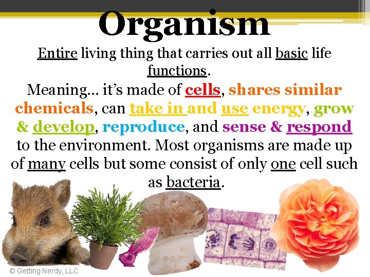 Organism Entire living that carries out all basic life functions. Meaning… it’s made of