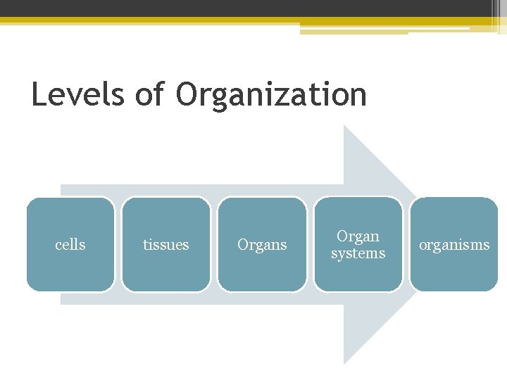 Levels of Organization cells tissues Organ systems organisms 