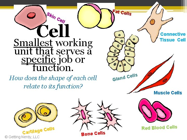 Sk in Fat Cel ls Ce ll Cell Connective Tissue Cell Smallest working unit