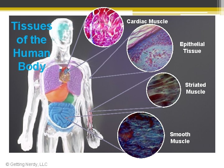 Tissues of the Human Body Cardiac Muscle Epithelial Tissue Striated Muscle Smooth Muscle ©